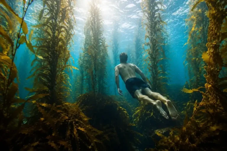 Saving Our Shores: Ways We Are Protecting the Pacific